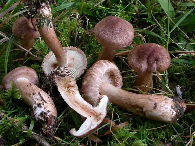 Tricholoma vaccinum Bild 4