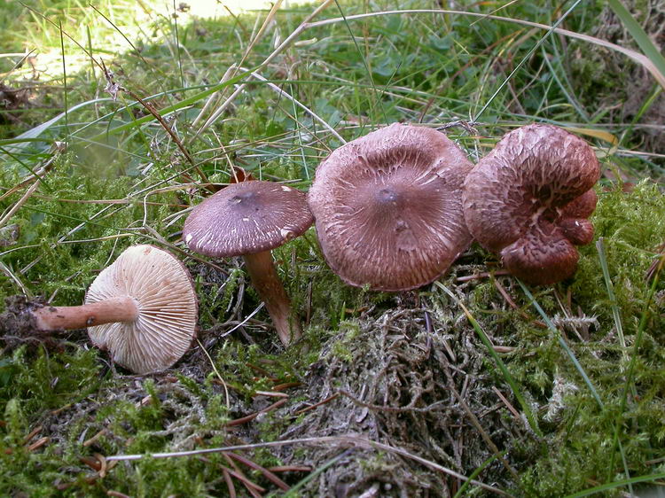 Tricholoma vaccinum Bild 5