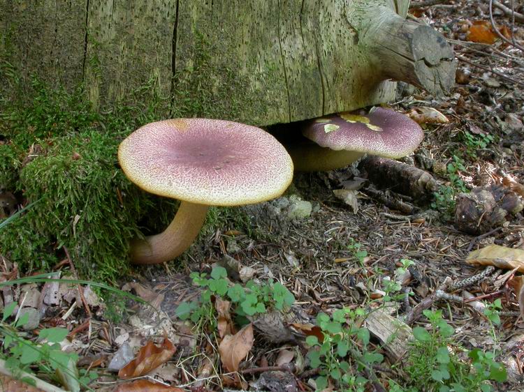 Tricholomopsis rutilans Bild 1