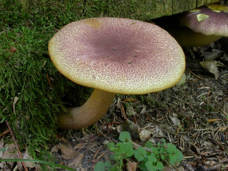 Tricholomopsis rutilans Bild 2