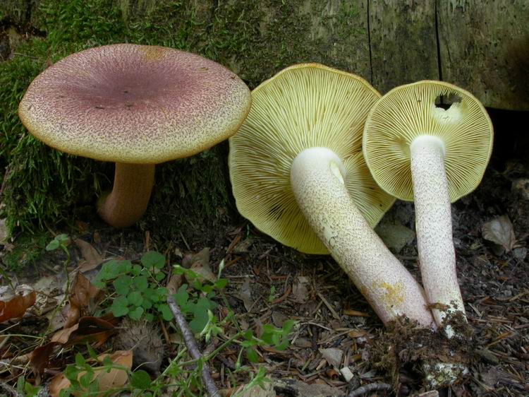 Tricholomopsis rutilans Bild 3