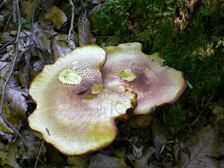 Tricholomopsis rutilans Bild 4