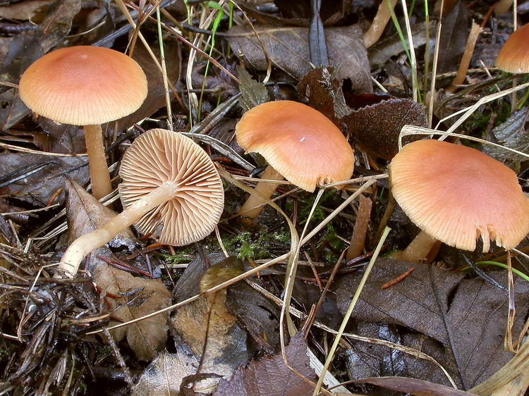 sarcoscypha austriaca Bild 1