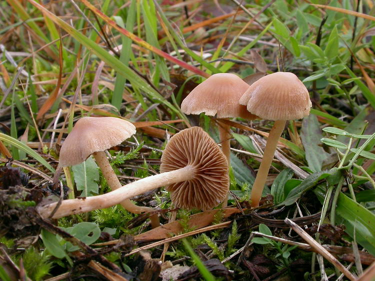 sarcoscypha austriaca Bild 2