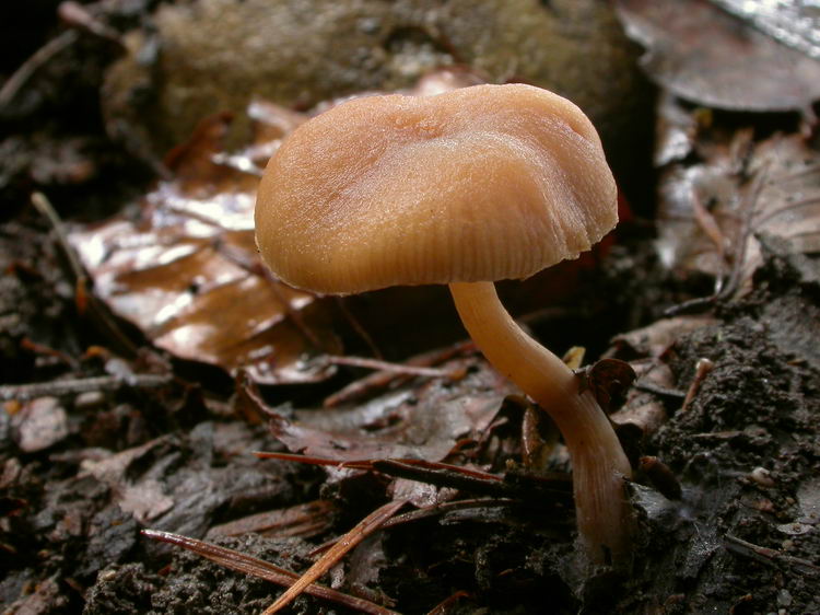 sarcoscypha austriaca Bild 3