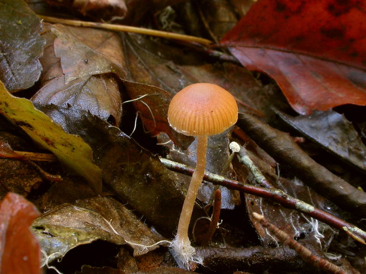sarcoscypha austriaca Bild 4