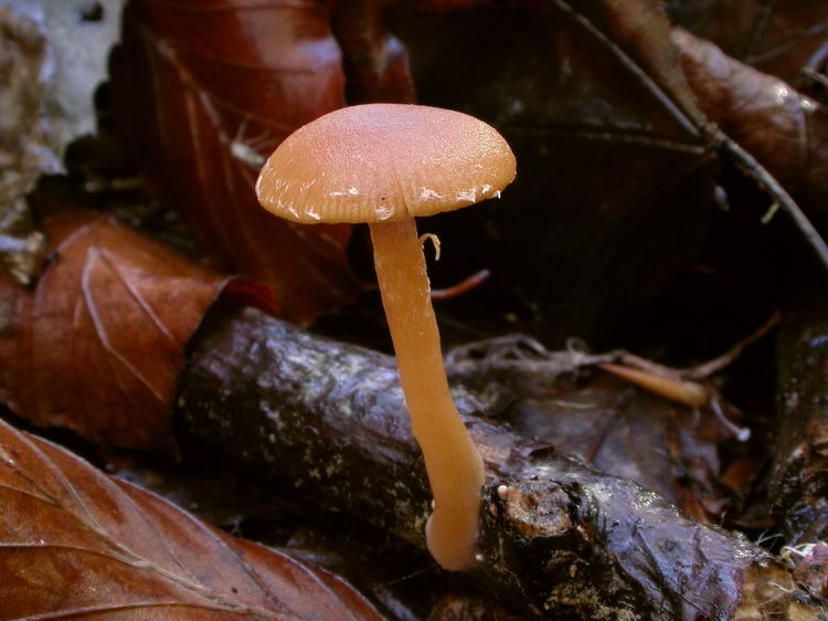 Tubaria hiemalis Bild 5