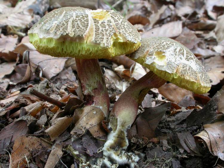 Xerocomus chrysenteron Bild 1