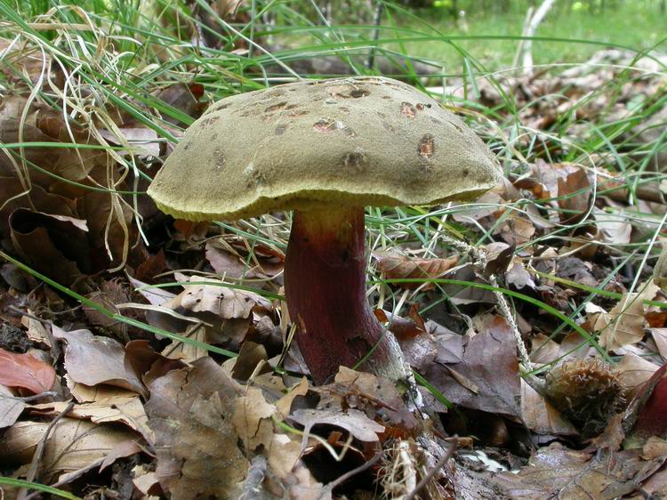 Xerocomus chrysenteron Bild 2