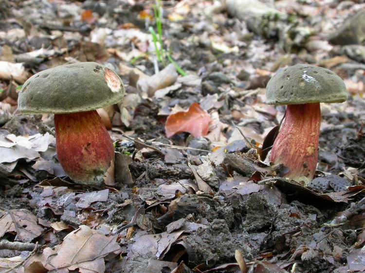 Xerocomus chrysenteron Bild 3