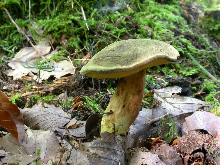 Xerocomus subtomentosus Bild 1