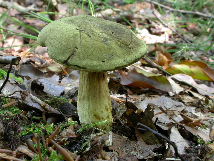 Xerocomus subtomentosus Bild 2