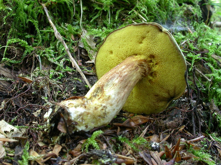 Xerocomus subtomentosus Bild 3
