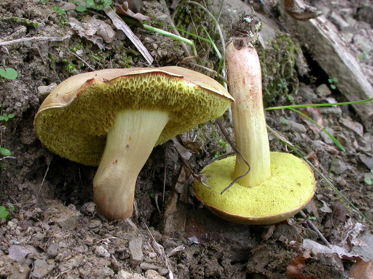 Xerocomus subtomentosus Bild 4