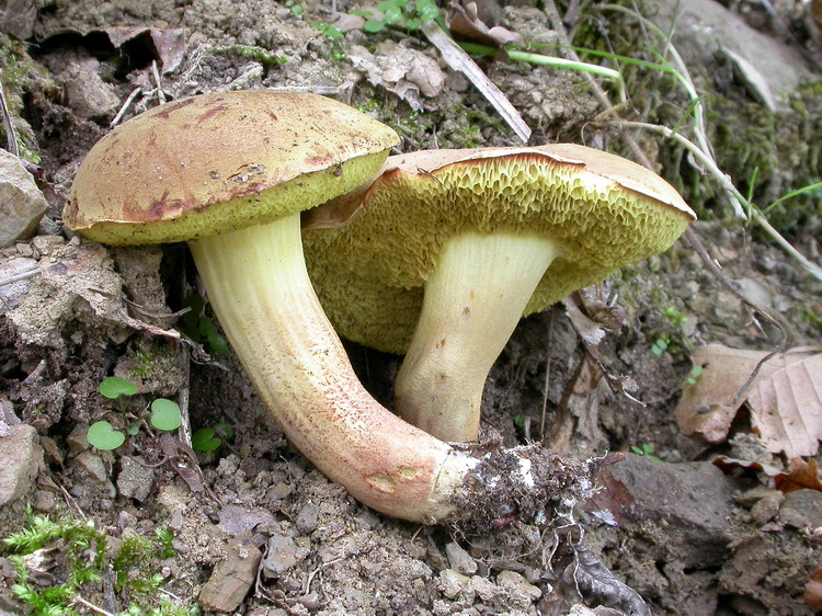 Xerocomus subtomentosus Bild 5