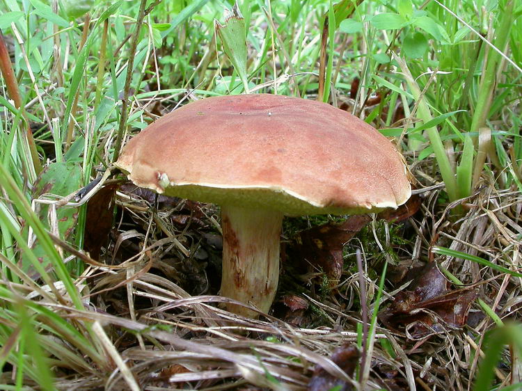 Xerocomus subtomentosus Bild 6