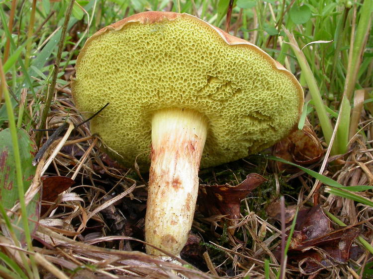 Xerocomus subtomentosus Bild 7