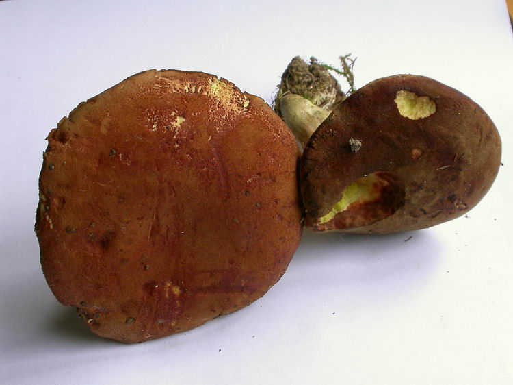 Xerocomus subtomentosus Bild 8