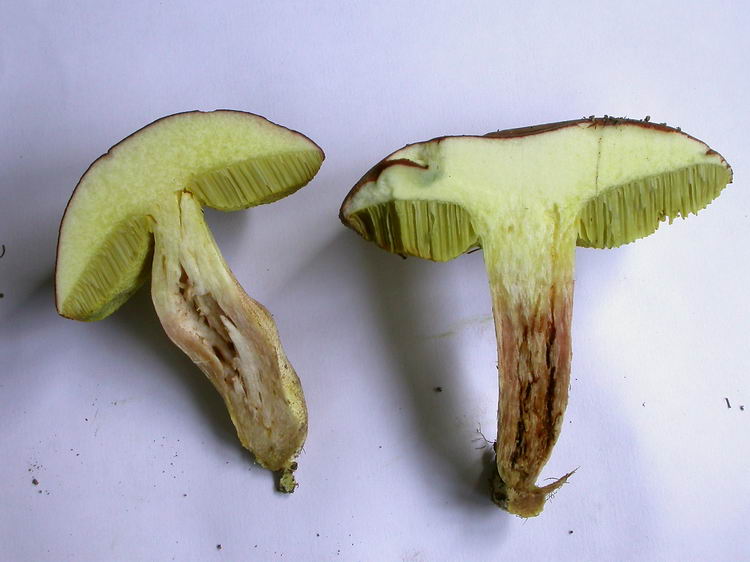 Xerocomus subtomentosus Bild 9