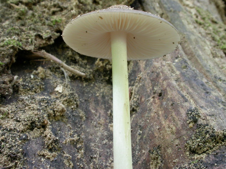 Xerula radicata Bild 1