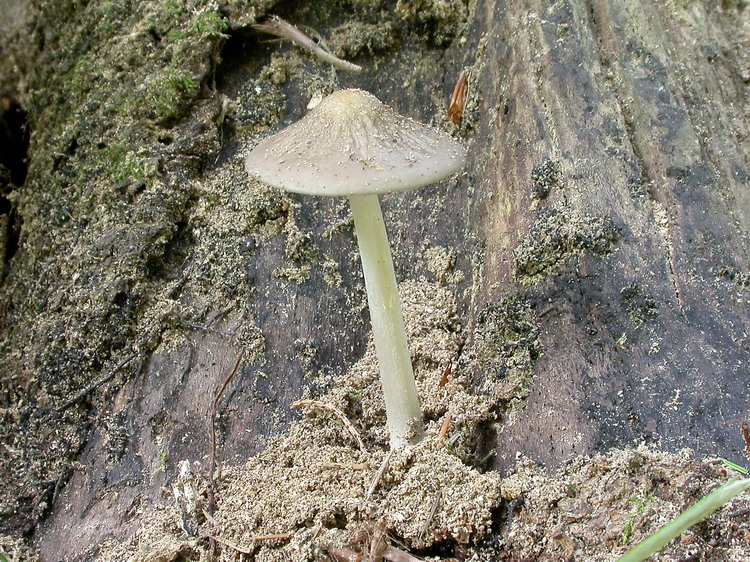 Xerula radicata Bild 2