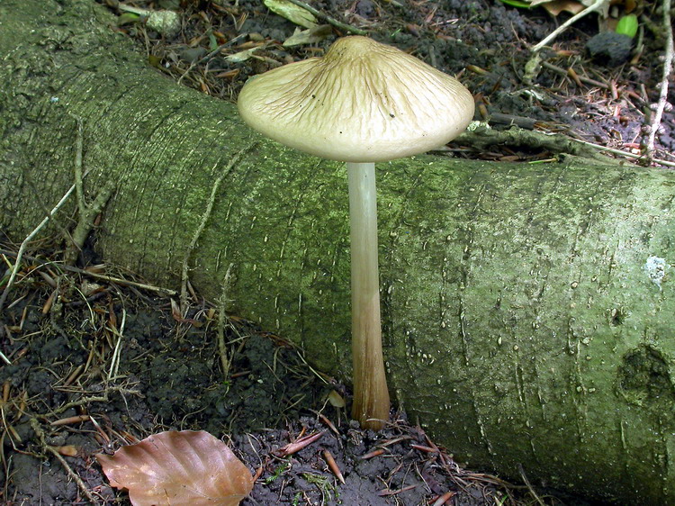 Xerula radicata Bild 3