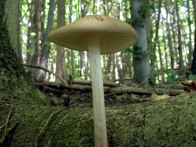 Xerula radicata Bild 4