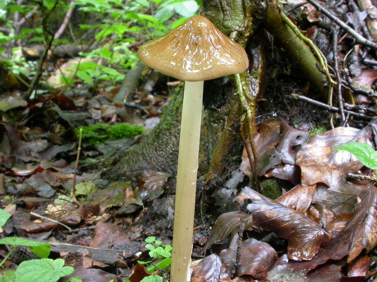 Xerula radicata Bild 5