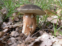 ../thumbnails/boletus-aereus-001.JPG