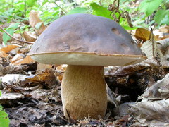 ../thumbnails/boletus-aereus-002.JPG
