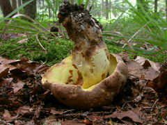 ../thumbnails/boletus-appendiculatus-002.JPG