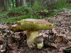 ../thumbnails/boletus-appendiculatus-003.JPG