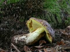 ../thumbnails/boletus-appendiculatus-004.JPG