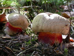 ../thumbnails/boletus-calopus-001.JPG