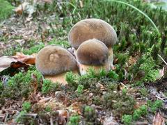 ../thumbnails/boletus-erythropus-004.JPG