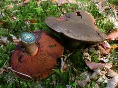 ../thumbnails/boletus-erythropus-005.JPG
