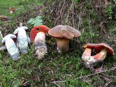 ../thumbnails/boletus-erythropus-006.JPG