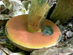 ../thumbnails/boletus-luridus-005.JPG