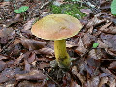 ../thumbnails/boletus-luridus-006.JPG