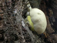 ../thumbnails/boletus-radicans-003.JPG