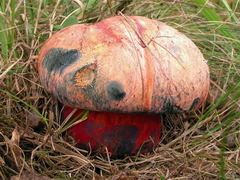 ../thumbnails/boletus-rhodopurpureus-001.JPG