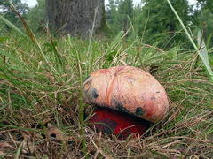 ../thumbnails/boletus-rhodopurpureus-002.JPG