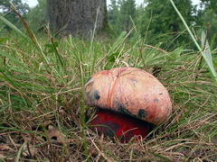 ../thumbnails/boletus-rhodopurpureus-002.JPG