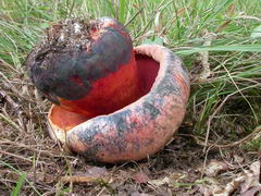 ../thumbnails/boletus-rhodopurpureus-004.JPG