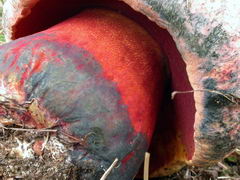 ../thumbnails/boletus-rhodopurpureus-005.JPG