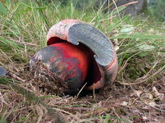 ../thumbnails/boletus-rhodopurpureus-006.JPG