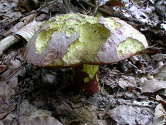 boletus-rhodoxanthus-001.JPG