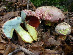 boletus-rhodoxanthus-009.JPG