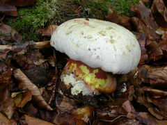 boletus-rhodoxanthus-010.JPG