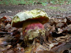 ../thumbnails/boletus-satanas-001.JPG